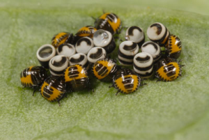 Harlequin Bug eggs